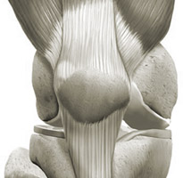 anatomia-del-ginocchio